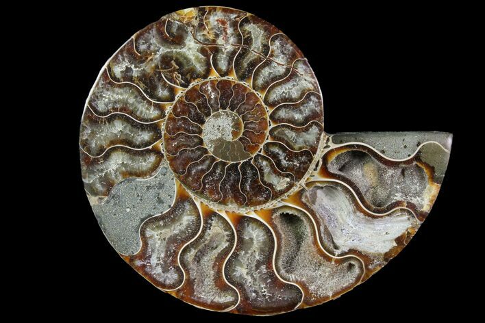 Agatized Ammonite Fossil (Half) - Crystal Pockets #114927